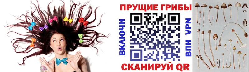 Псилоцибиновые грибы Psilocybe  Ишим 